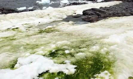 Глобальное потепление: в Антарктиде массово зацвели водоросли, окрасив снег в зеленый