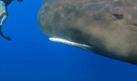 Невероятно, но ученые планируют начать общаться с китами