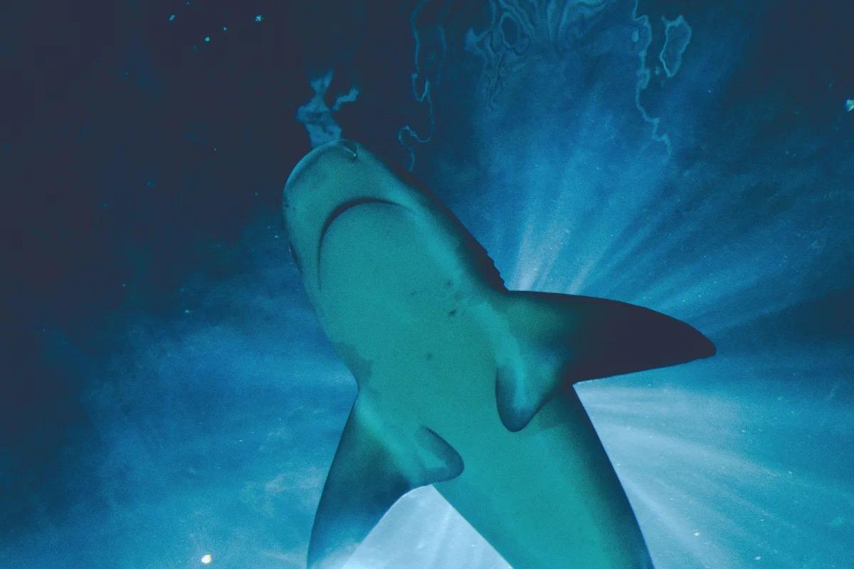 5 популярных мифов об акулах