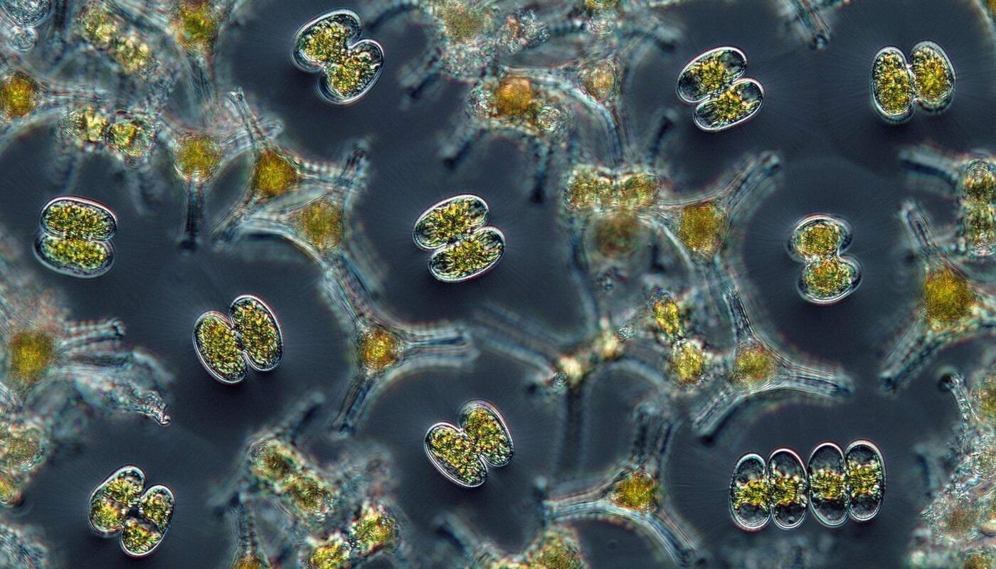 Три интересных факта о фитопланктоне